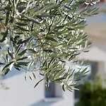 度假居 Beautiful In Krk 克尔克